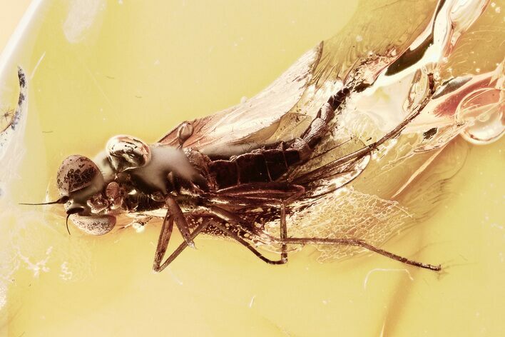 Detailed Fossil Predatory Snipe Fly (Symphoromyia) In Baltic Amber #307878